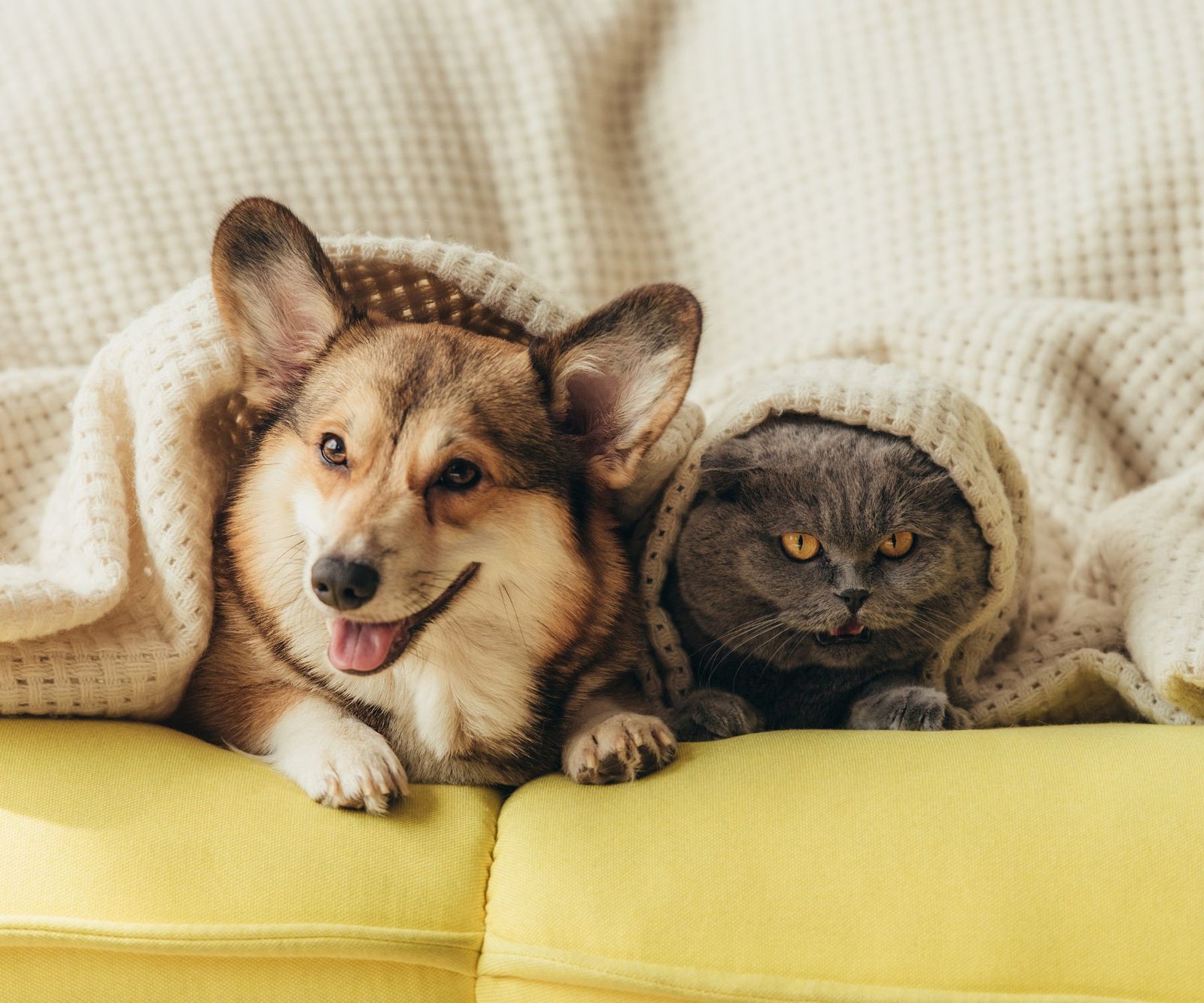 air purifiers and pets