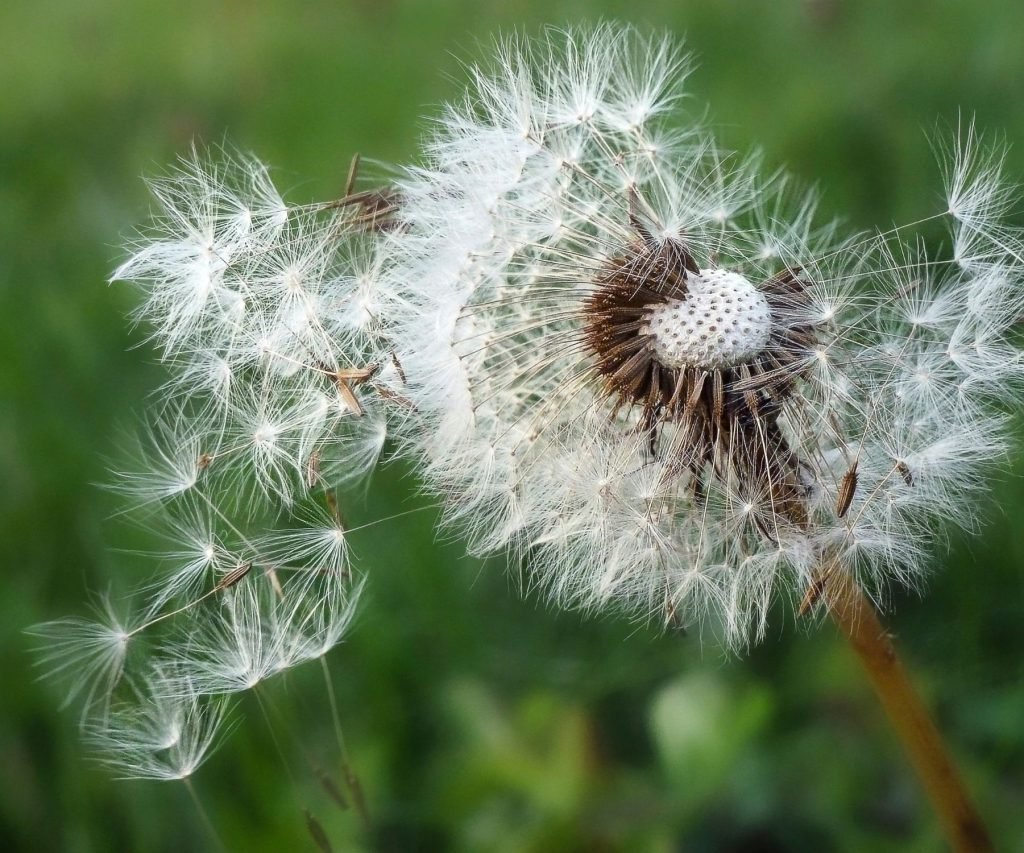 pollen