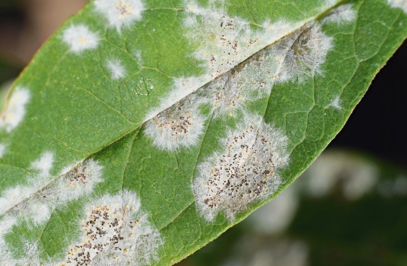 What does mildew look like
