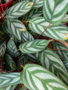 Aglaonema modestum - Chinese evergreen