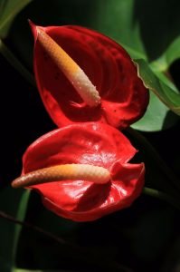 Anthurium andraeanum -Flamingo Lily