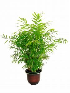 Chamaedorea seifrizii - Bamboo palm