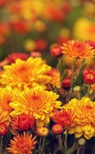 Chrysanthemums Mums