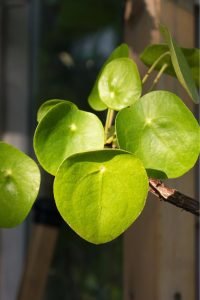 Crassula ovata- Money Plant