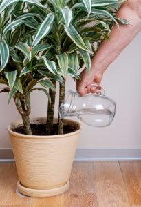 Dracaena Deremensis - Dracaena /Janet Craig