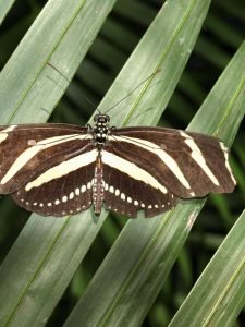 Dypsis lutescens- butterfly Palm/ Areca palm
