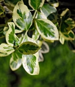 Epipremnum aureum - Devil's Ivory/Golden Pathos