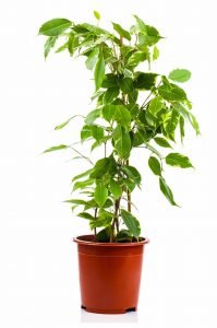 Ficus Benjamina - weeping fig