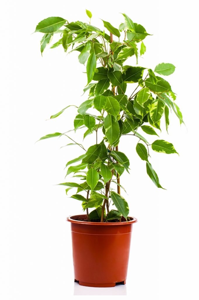 Ficus Benjamina - weeping fig