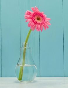 Gerbera jamesonii - gerbera daisy