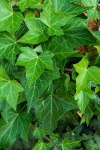 Hedera helix - English Ivy