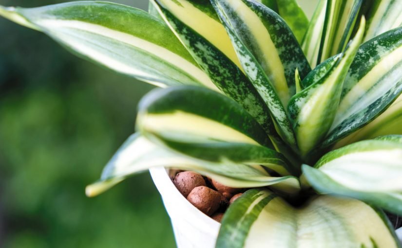 Highest Oxygen Producing Air Purifying Plants