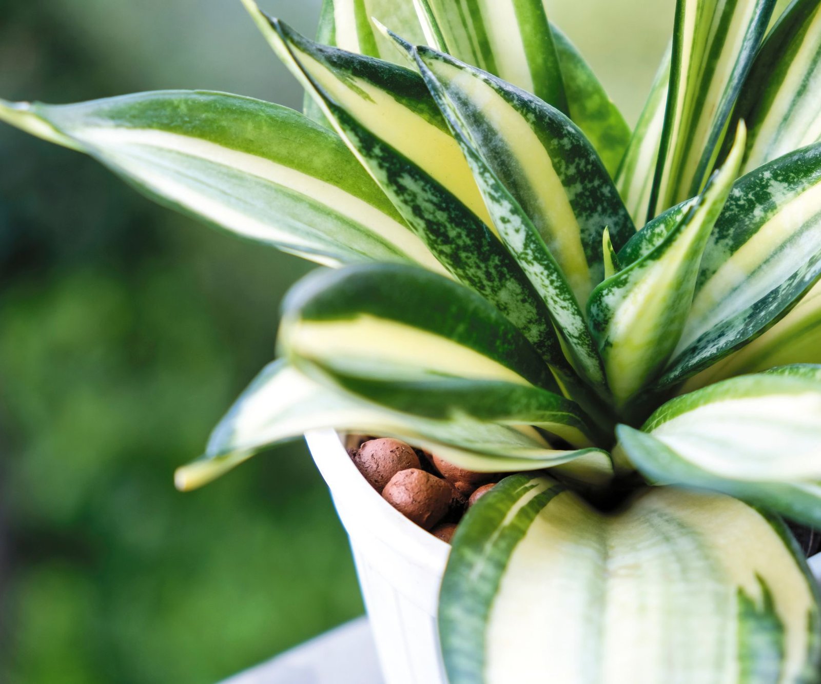 Highest Oxygen Producing Air Purifying Plants