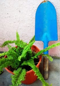 Nephrolepis exaltata v. Bostoniesis - Boston fern