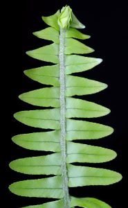 Nephrolepis obliterata -Kimberly Queen fern