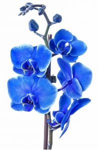 Orchidaceae -Orchid