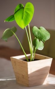 Philodendron