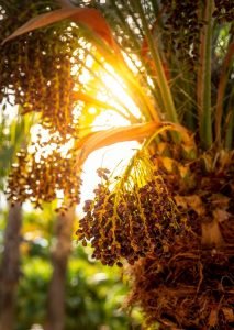 Phoenix roebelenii - pygmy date palm/Dwarf