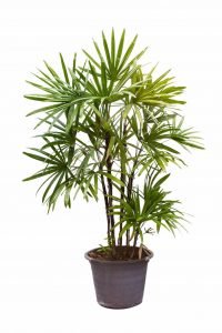 Rhapis excelsa - Lady Palm