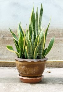 Sansevieria -Mother-in-law's tongue / snake plant