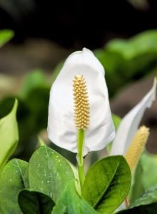 Spathiphllum -Peace Lily