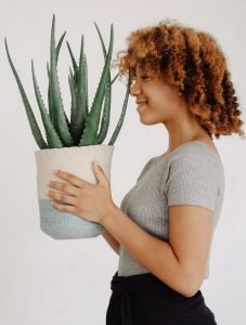 barbadensis -Aloe vera