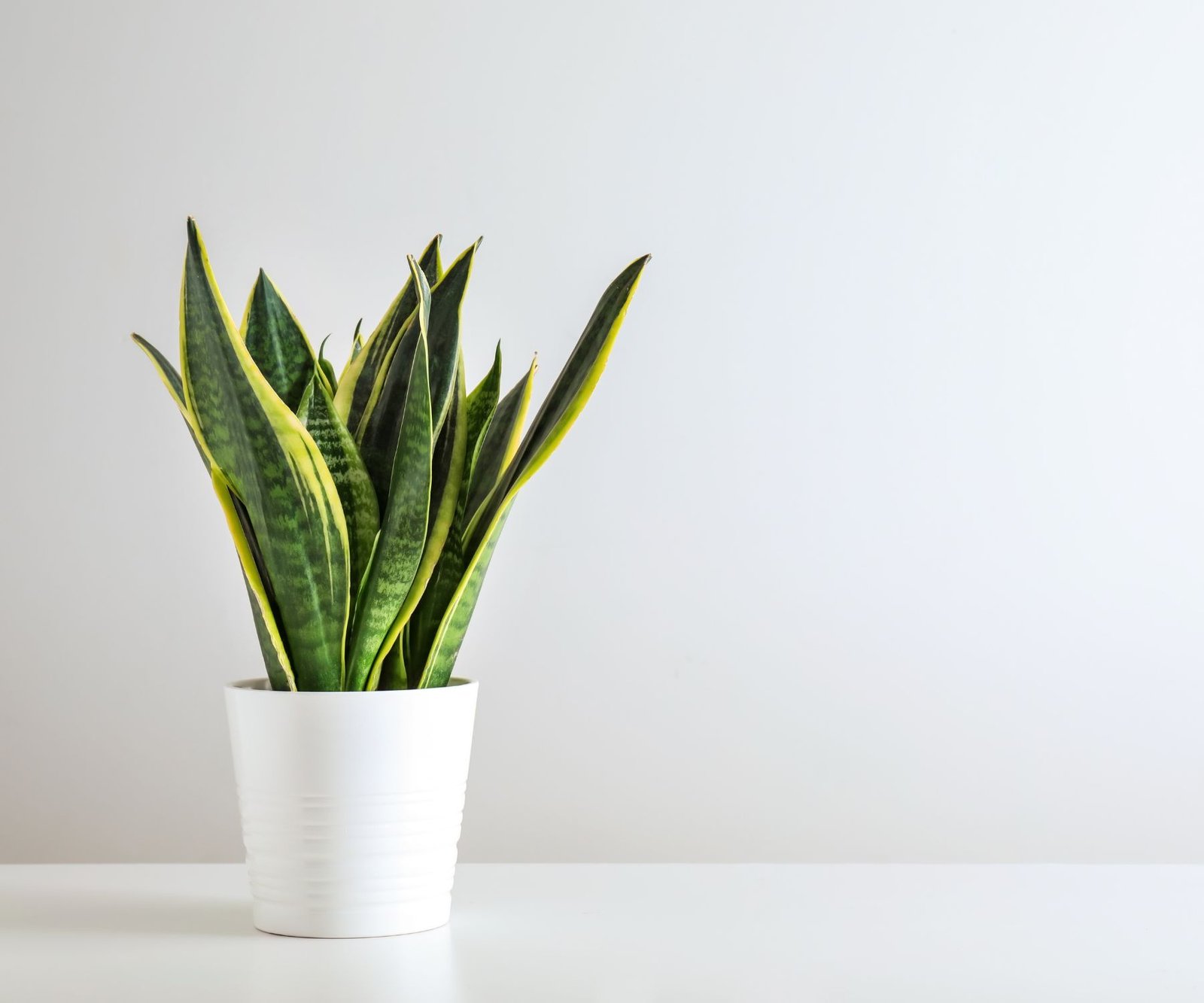 snake plant