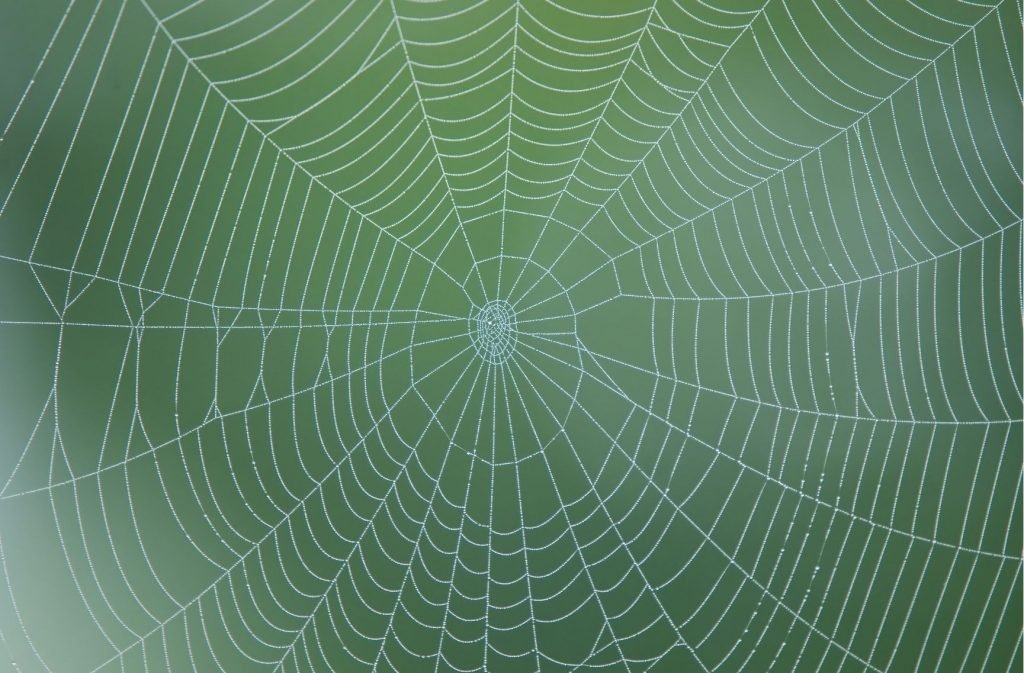 Does vinegar kill spiders