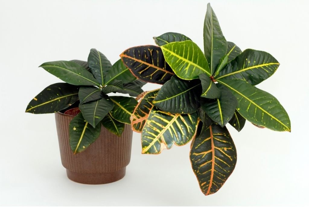Plant Humidifier – When, Where,  and How (My Experience)
