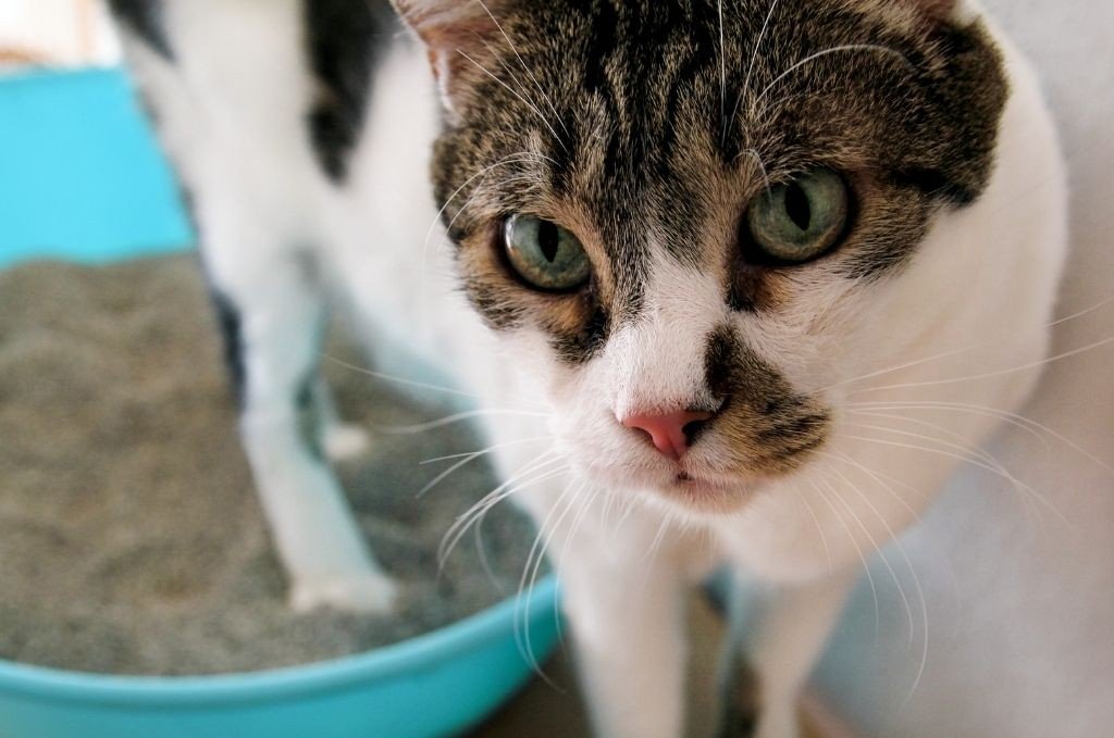 what smells deter cats from peeing