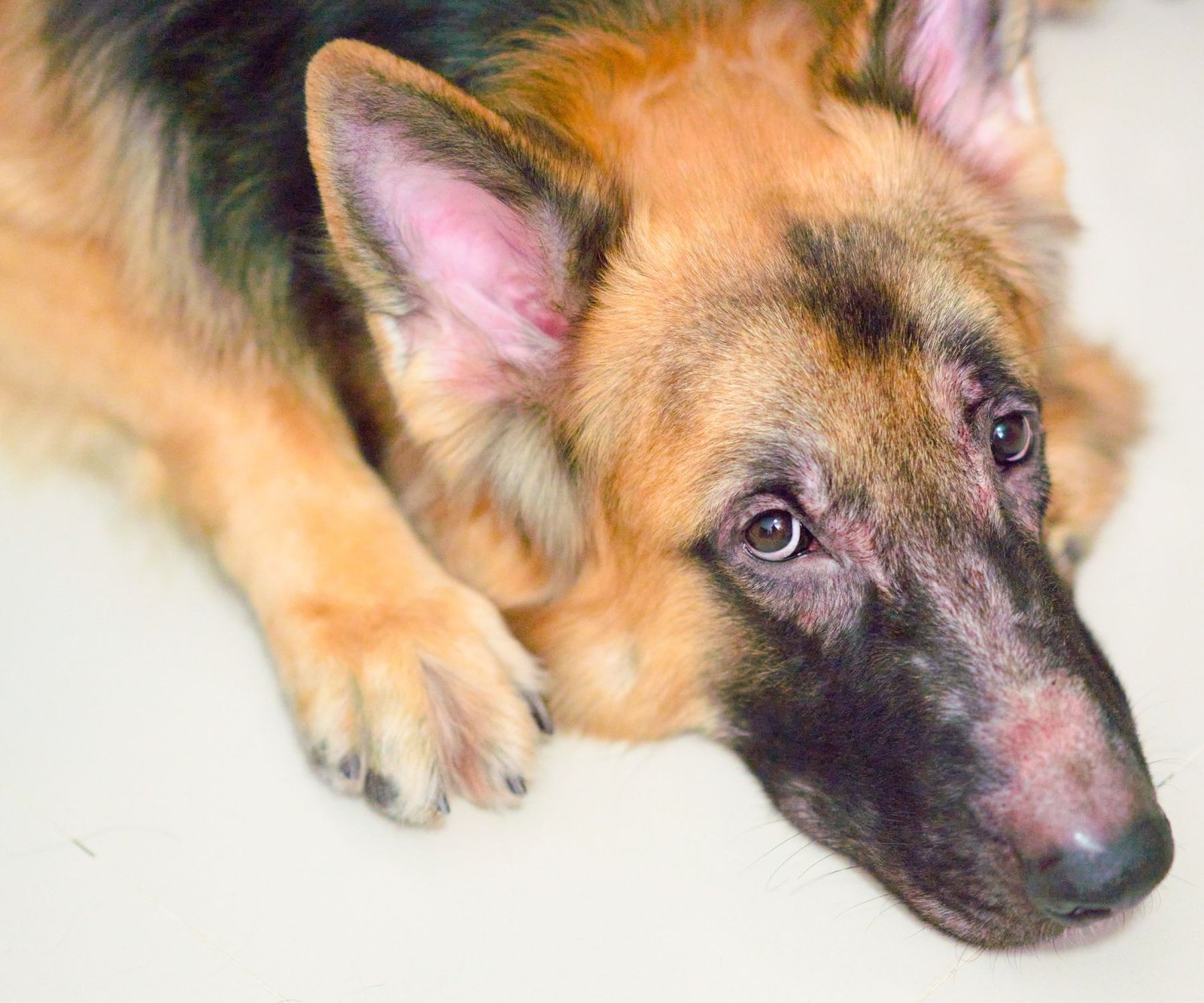 Why Does My Dog Still Stink After a Bath