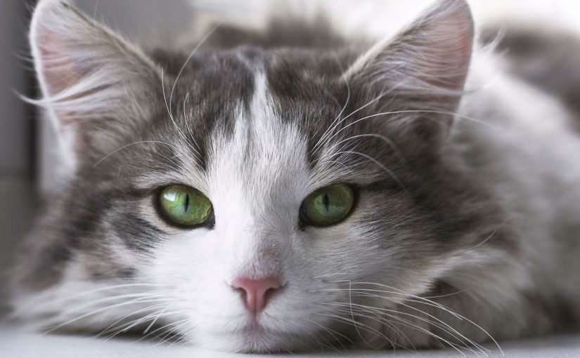Will a Hepa Filter Help with Cat Allergies?
