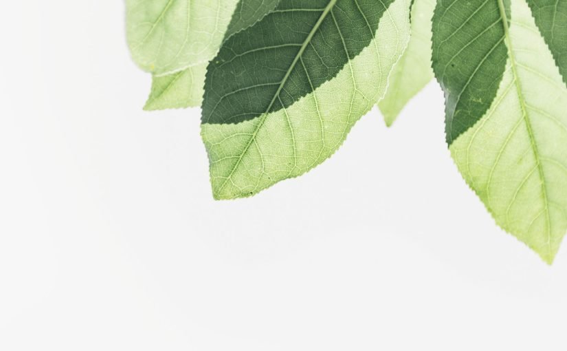 Can I Use a Humidifier for My Houseplants?