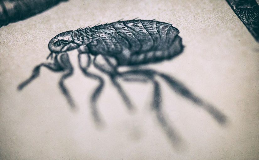 Does Baking Soda Really Kill Fleas? The Surprising Science Behind This Pesticide-Free Remedy