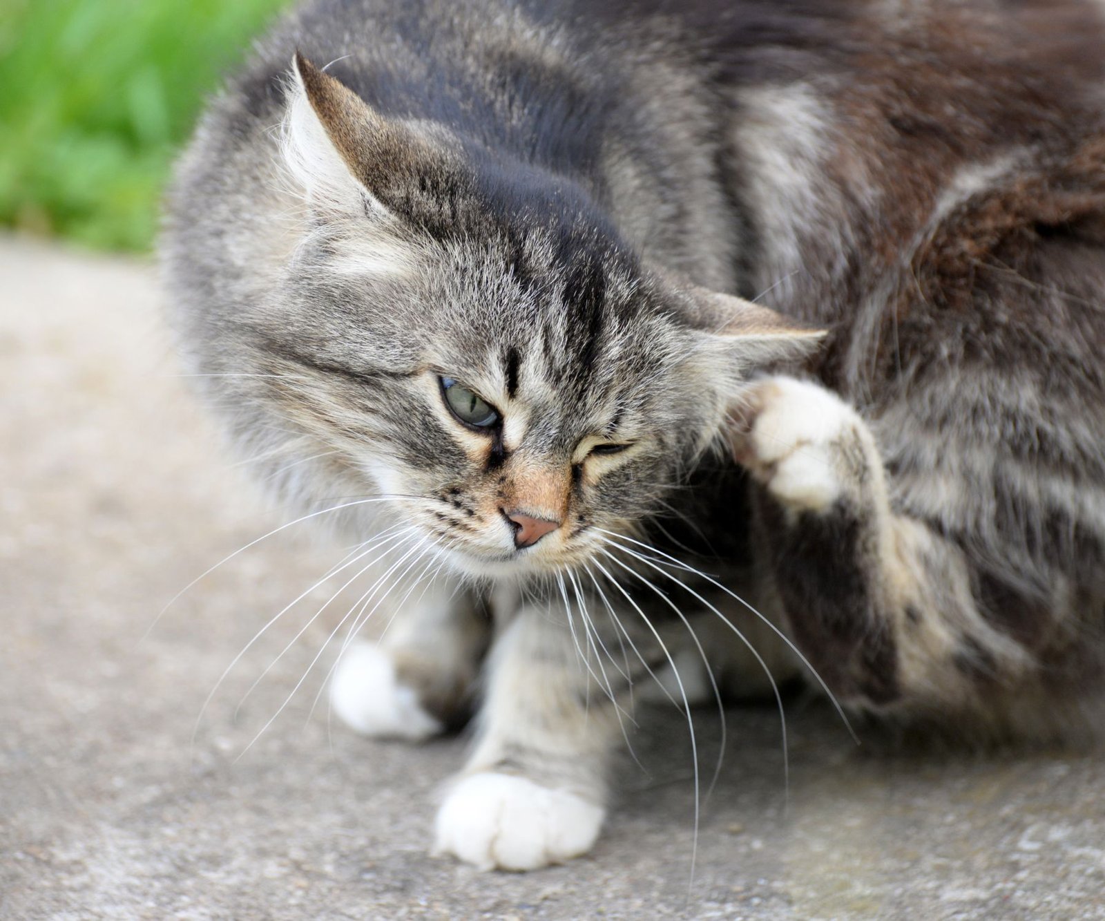 does vinegar kill fleas